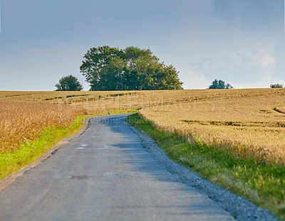 Buy stock photo Country field, grass and road in wheat farm for travel, food supply and harvest with growth. Outdoor, landscape and agriculture with sustainability, environmental and organic in rural area of France