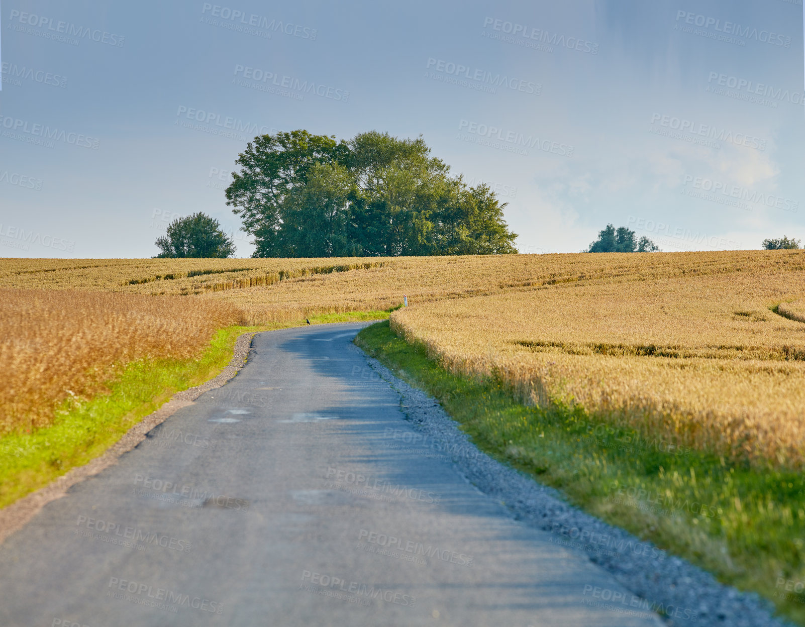 Buy stock photo Country field, grass and road in wheat farm for travel, food supply and harvest with growth. Outdoor, landscape and agriculture with sustainability, environmental and organic in rural area of France