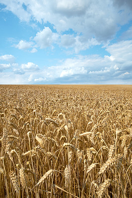 Buy stock photo Blue sky, wheat and field with harvest outdoor of grain growth, agriculture farm and crop production. Countryside, sustainable environment, rice farming and food development with organic grassland