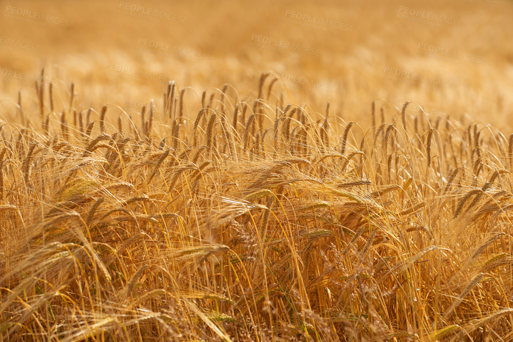 Buy stock photo Wheat, farm and growth with harvest outdoor for grain, agriculture field and crop production of environment. Countryside, nature closeup and organic food, rice development and sustainable process