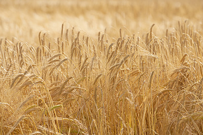 Buy stock photo Grass, wheat and field with growth outdoor of grain harvest, agriculture farm and crop production of environment. Countryside, nature and rice farming, organic plant and sustainable with food process