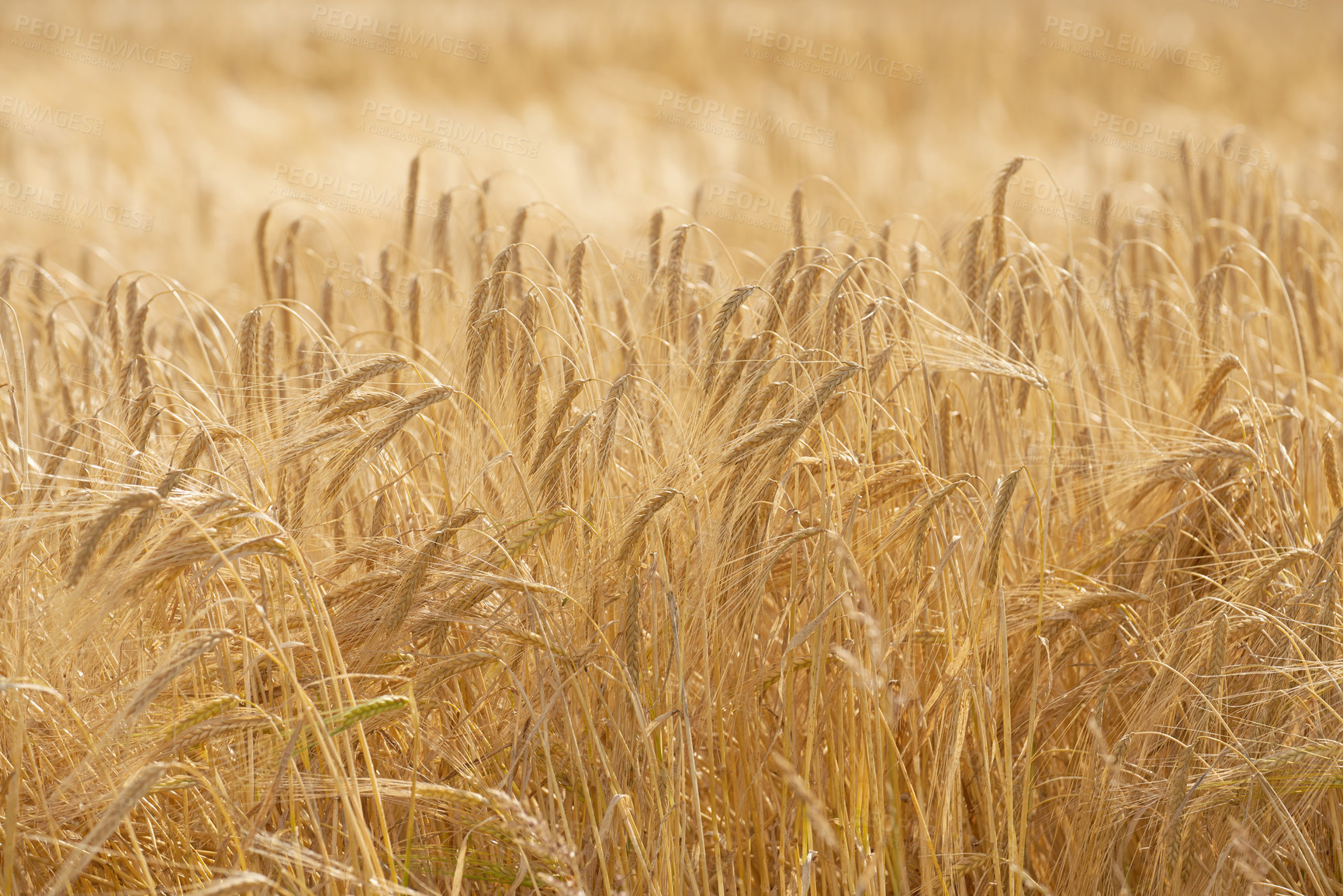 Buy stock photo Grass, wheat and field with growth outdoor of grain harvest, agriculture farm and crop production of environment. Countryside, nature and rice farming, organic plant and sustainable with food process