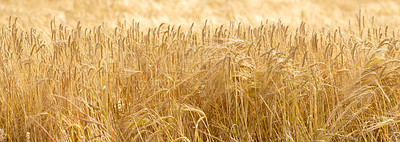 Buy stock photo Plants, wheat and farm with harvest outdoor for grain, agriculture field and crop production of environment. Countryside, closeup banner and organic for food, rice development and sustainable process