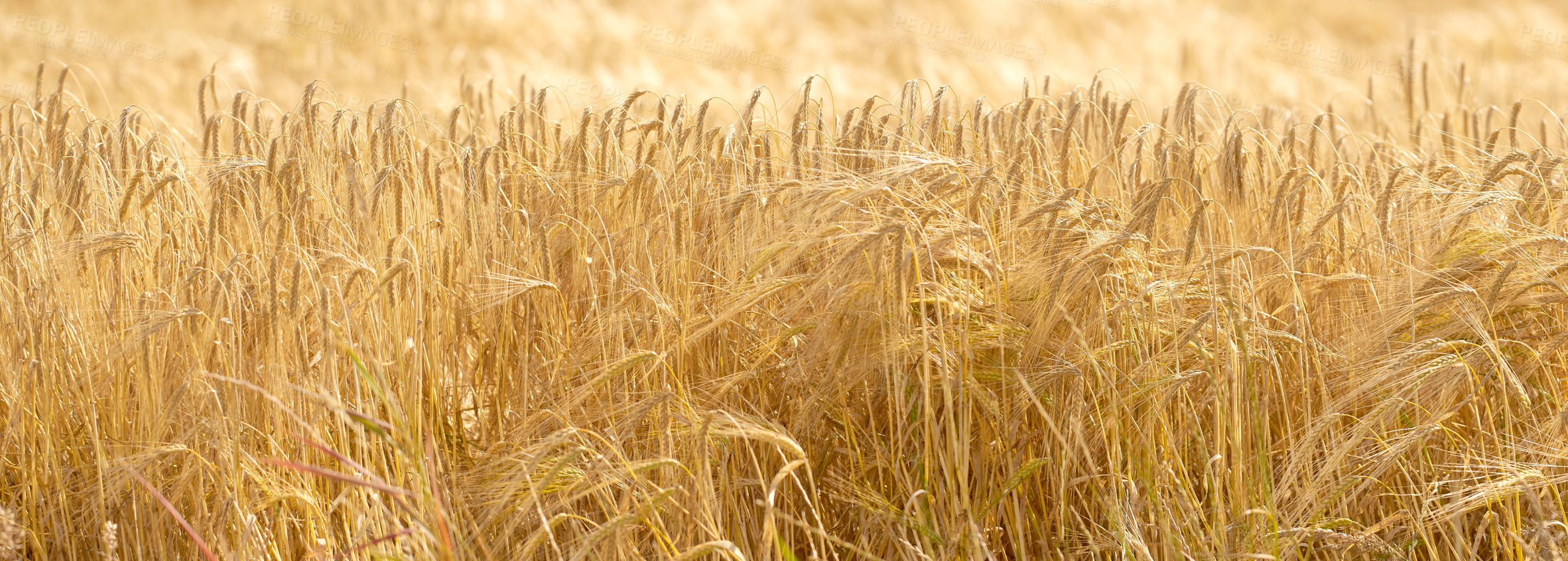 Buy stock photo Plants, wheat and farm with harvest outdoor for grain, agriculture field and crop production of environment. Countryside, closeup banner and organic for food, rice development and sustainable process