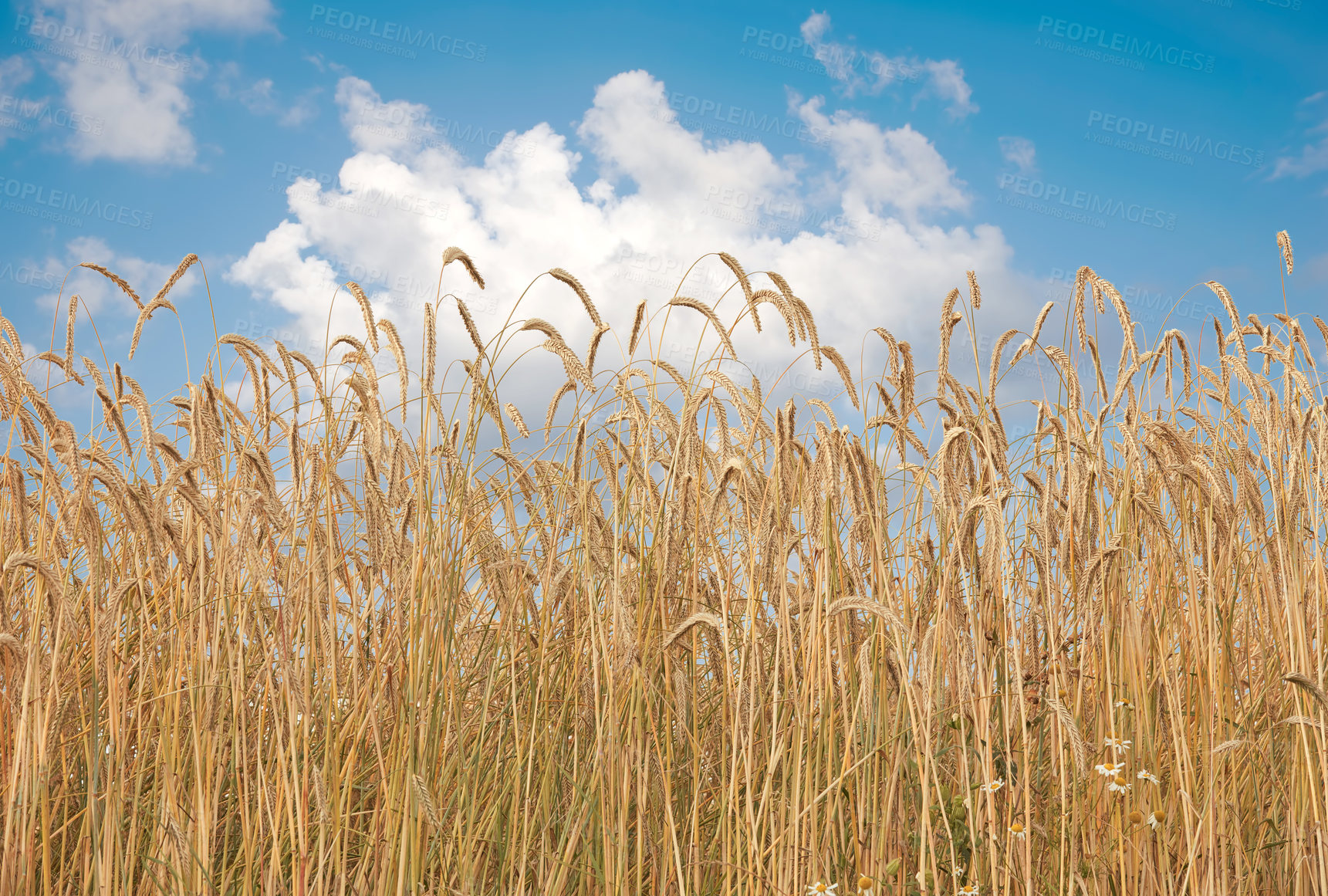 Buy stock photo Grass, wheat and field with blue sky outdoor of grain harvest, agriculture farm and crop production. Countryside, nature and rice farming, plant growth and sustainable environment with organic food