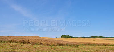 Buy stock photo Blue sky, wheat and farm with growth outdoor of grain harvest, agriculture field and crop production. Countryside, nature and rice farming with organic plant, sustainable environment and food process