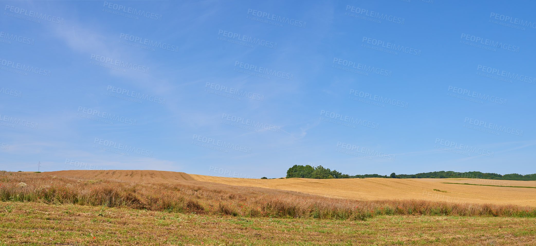 Buy stock photo Blue sky, wheat and farm with growth outdoor of grain harvest, agriculture field and crop production. Countryside, nature and rice farming with organic plant, sustainable environment and food process