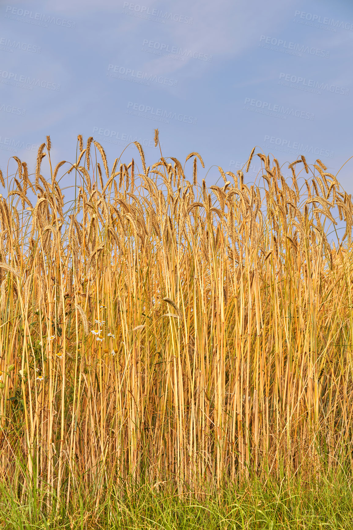 Buy stock photo Blue sky, wheat and field with growth outdoor of grain harvest, agriculture farm and crop production. Countryside, nature and rice farming with organic plant, sustainable environment and food process