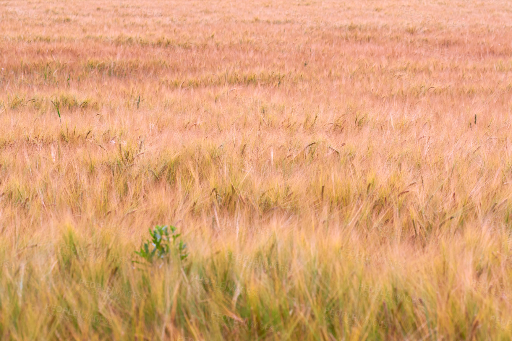 Buy stock photo Plants, wheat and farm with growth outdoor of grain harvest, agriculture field and crop production. Countryside, nature and rice farming with organic valley, sustainable environment and food process