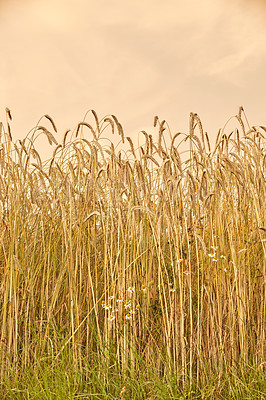 Buy stock photo Wheat, grass and field with sunset outdoor of grain harvest, agriculture farm and crop production of environment. Countryside, nature sunrise and morning horizon, plant growth and sustainable process