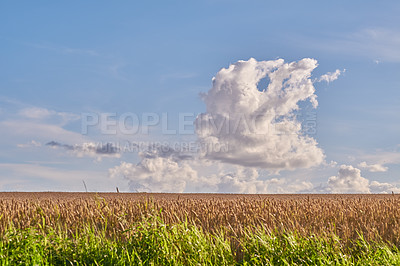 Buy stock photo Blue sky, grain and field with growth outdoor of wheat harvest, agriculture farm and crop production. Countryside, nature and rice farming with organic plant, sustainable environment and food process