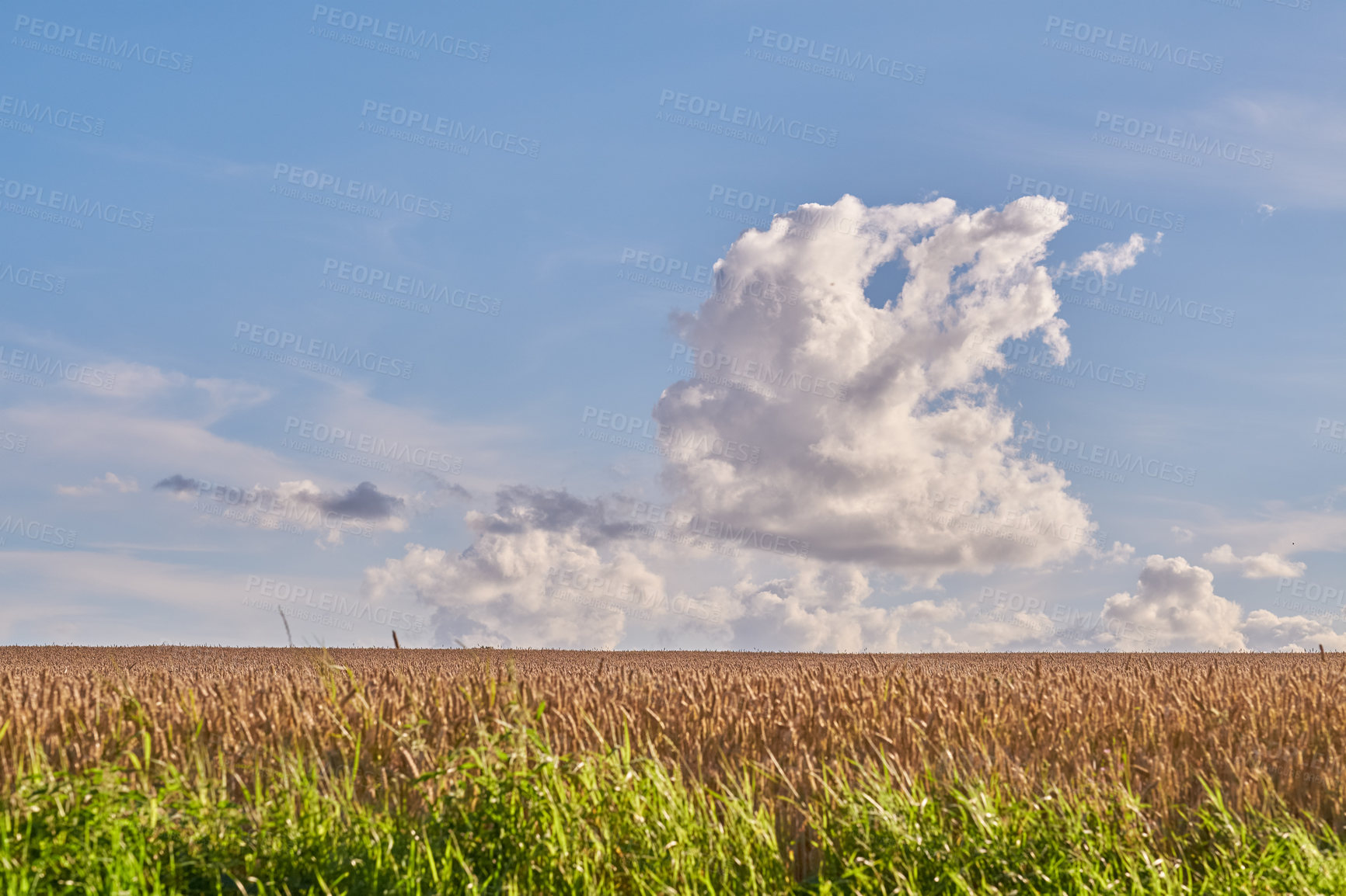 Buy stock photo Blue sky, grain and field with growth outdoor of wheat harvest, agriculture farm and crop production. Countryside, nature and rice farming with organic plant, sustainable environment and food process