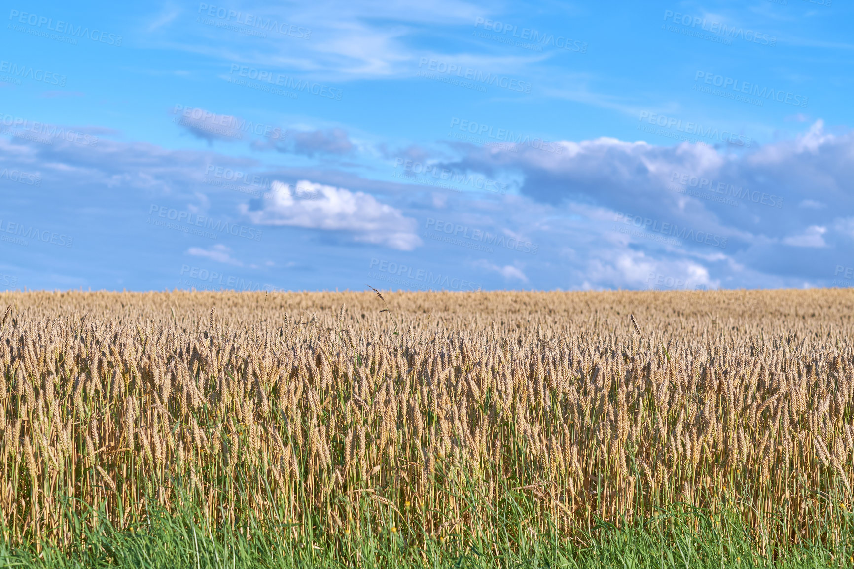 Buy stock photo Wheat, blue sky and field with growth outdoor of grain harvest, agriculture farm and crop production. Countryside, nature and rice farming with organic plant, sustainable environment and food process