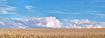 Grain, blue sky and field with growth outdoor of wheat harvest, agriculture farm and crop production. Countryside, nature and rice farming with organic plant, sustainable environment and food process