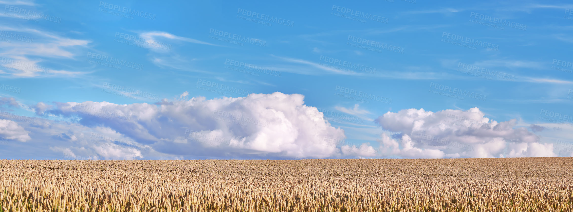 Buy stock photo Grain, blue sky and field with growth outdoor of wheat harvest, agriculture farm and crop production. Countryside, nature and rice farming with organic plant, sustainable environment and food process