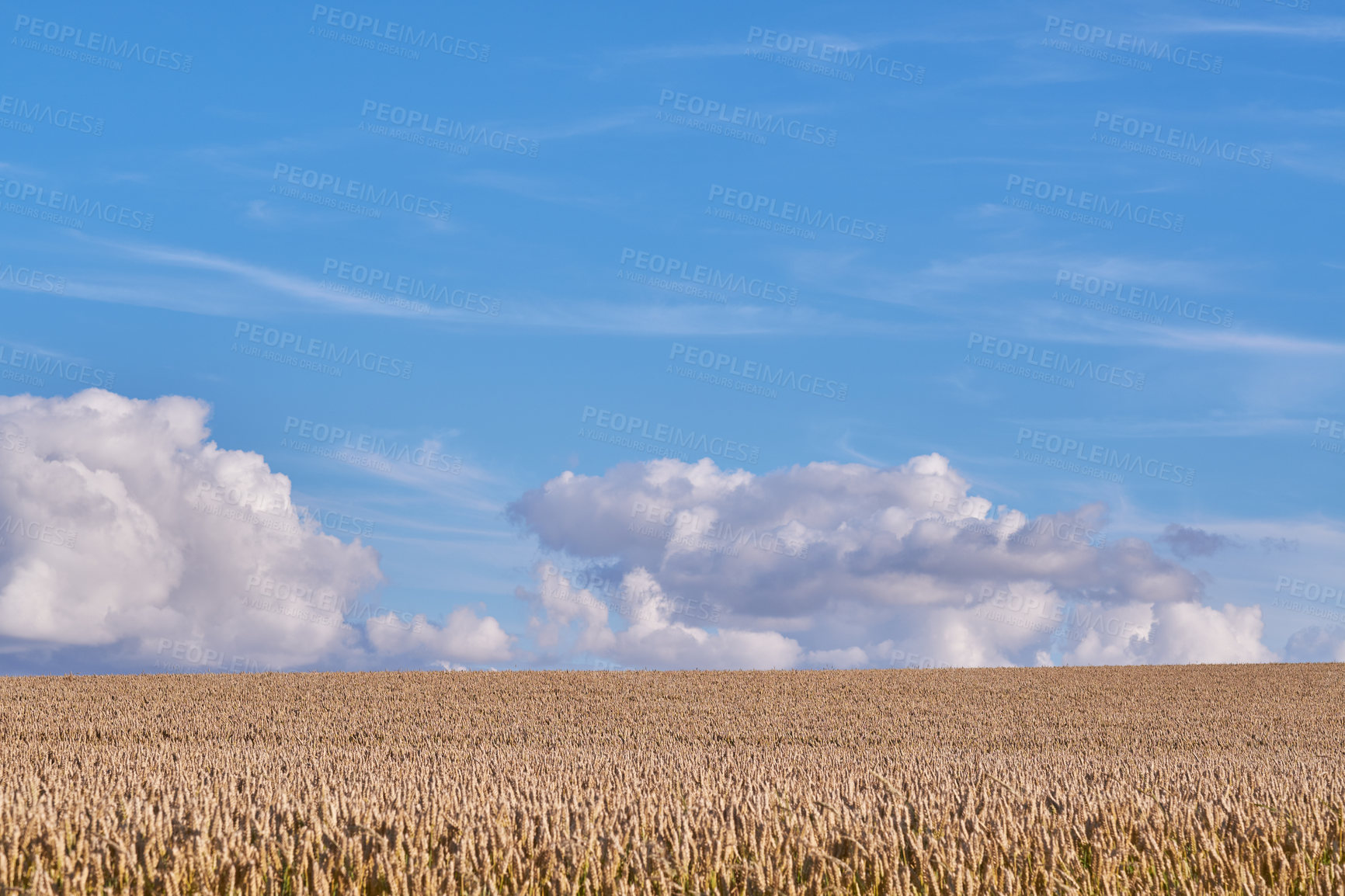 Buy stock photo Grain, blue sky and farm with growth outdoor of wheat harvest, agriculture field and crop production. Countryside, nature and rice farming with organic plant, sustainable environment and food process