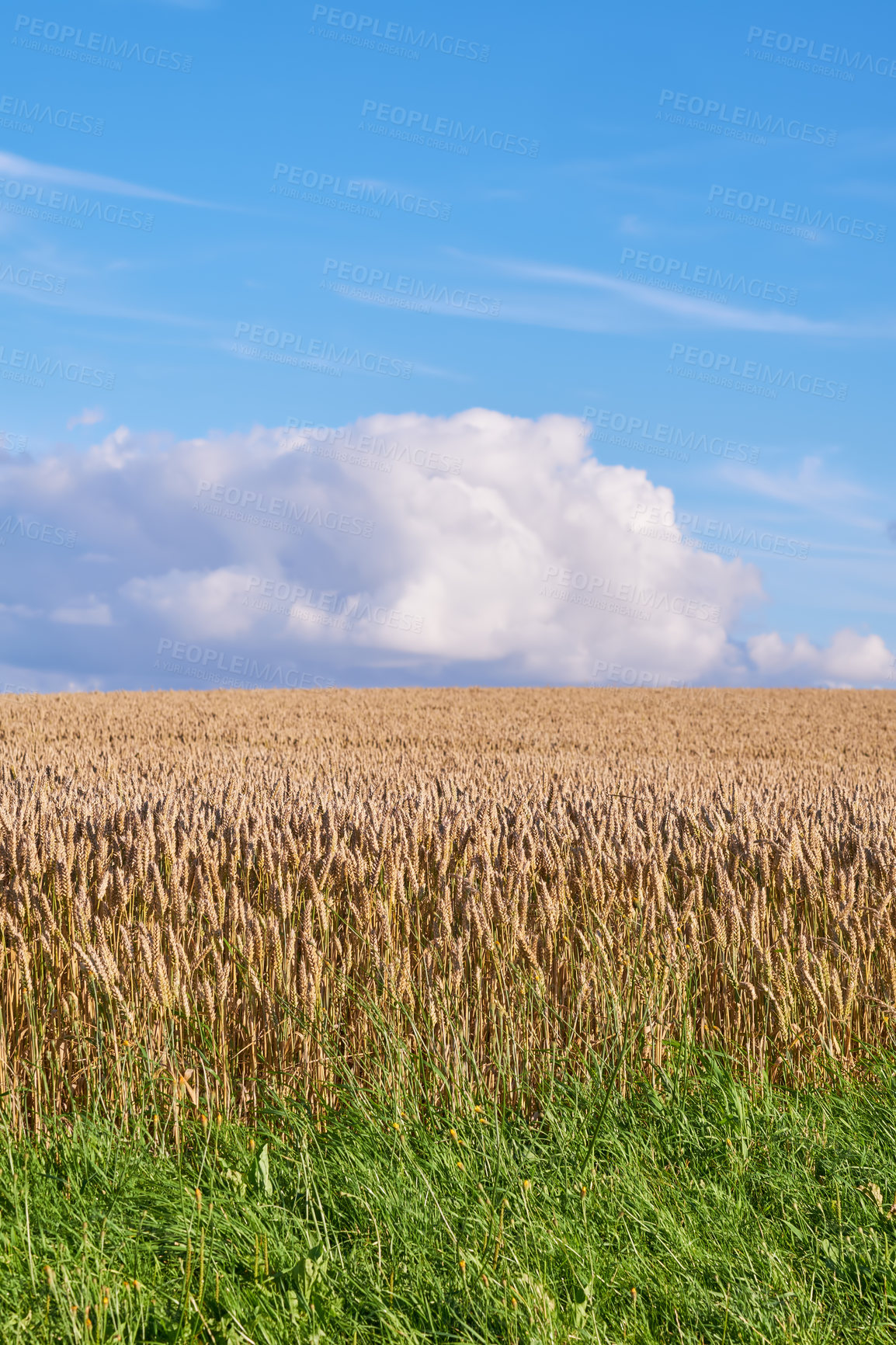 Buy stock photo Wheat, blue sky and farm with growth outdoor of grain harvest, agriculture field and crop production. Countryside, nature and rice farming with organic plant, sustainable environment and food process