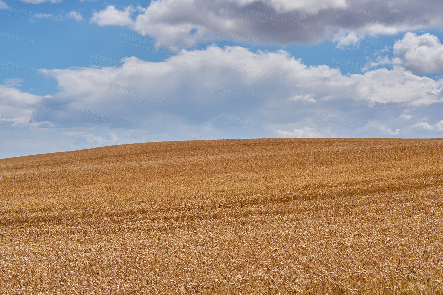 Buy stock photo Wheat, harvest and field for growth outdoor of grain farm, agriculture land and crop production. Countryside, nature and rice farming with organic plant, sustainable environment and food development