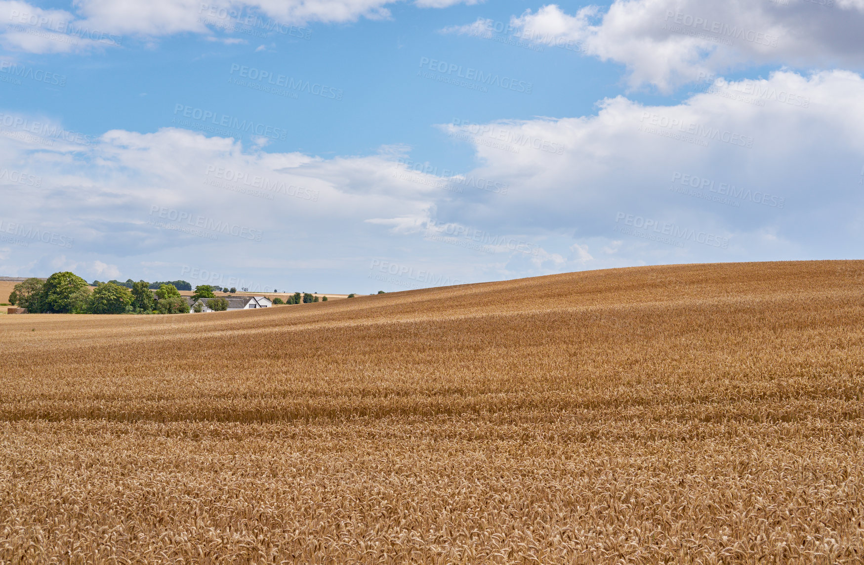 Buy stock photo Grain, harvest and farm for growth outdoor of wheat field, agriculture ecology and crop production. Countryside, nature and rice farming of organic plant, sustainable environment and food development