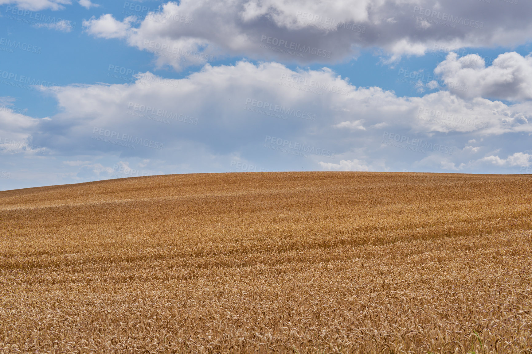 Buy stock photo Wheat, harvest and farm for growth outdoor of grain field, agriculture process and crop production. Countryside, nature and rice farming of organic plant, sustainable environment and food development