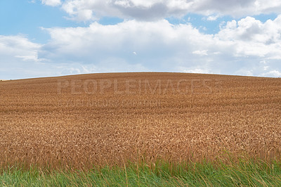 Buy stock photo Outdoor, countryside and harvest with environment, blue sky and agriculture. Empty, outside and sustainability with grass, clouds and natural with field, plants and growth with wheat and landscape