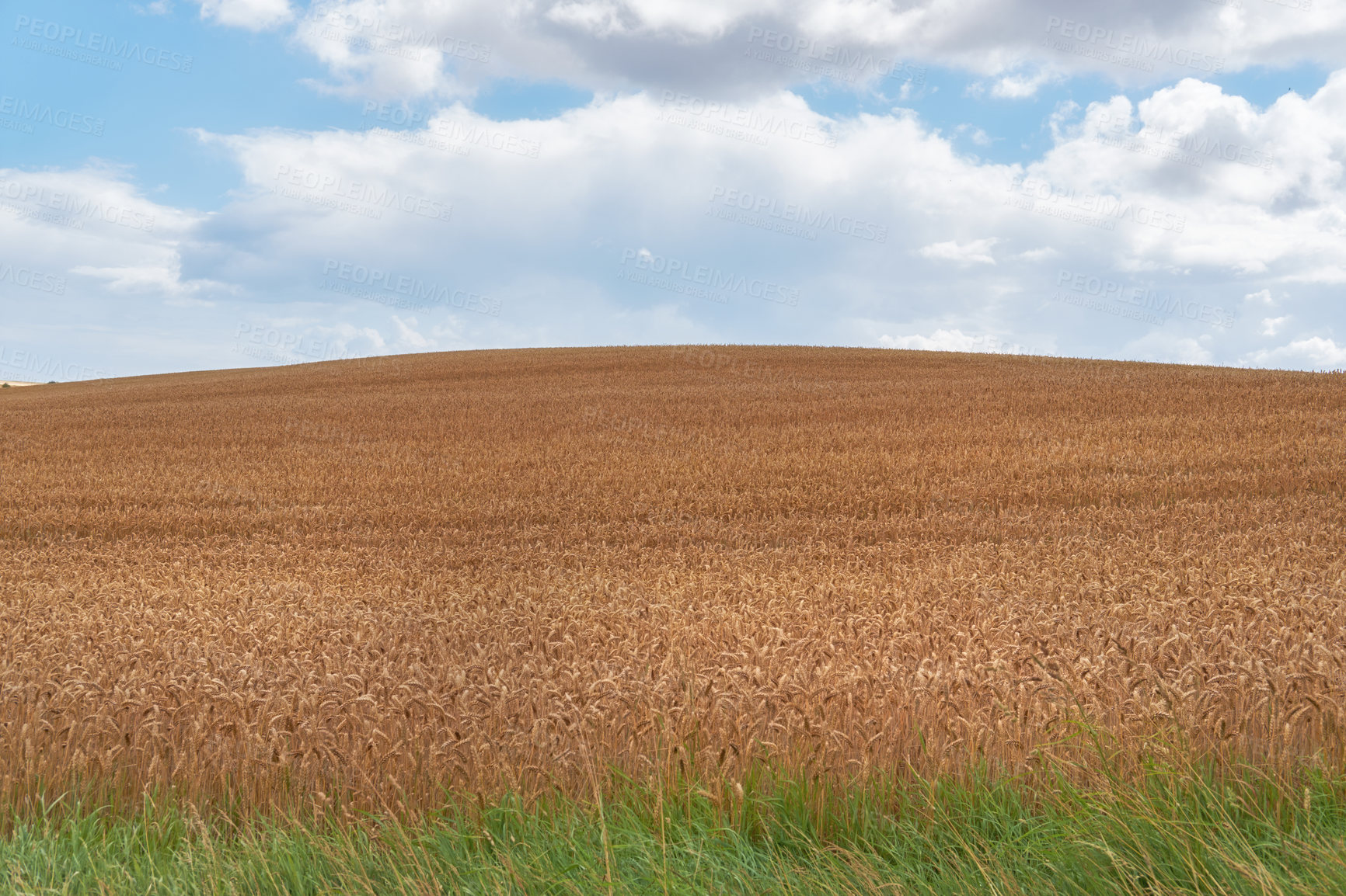 Buy stock photo Outdoor, countryside and harvest with environment, blue sky and agriculture. Empty, outside and sustainability with grass, clouds and natural with field, plants and growth with wheat and landscape