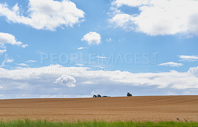 Buy stock photo Countryside, wheat field or farm with grass for harvest or agricultural land in nature. Blue sky, clouds and natural leaves with dry growth of rural farmland or season change for sustainability