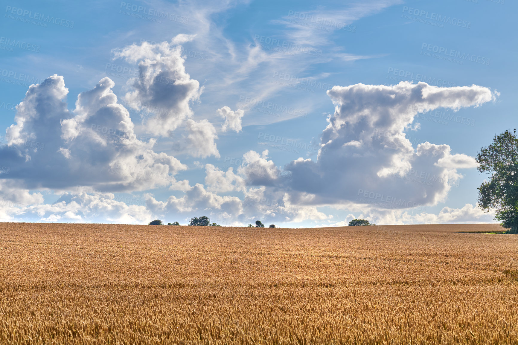 Buy stock photo Blue sky, grain and farm with growth outdoor of wheat harvest, agriculture field and crop production. Countryside, nature and rice farming with organic plant, sustainable environment and food process