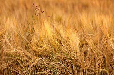 Buy stock photo Field, wheat and agriculture for food supply with farming, sustainability and growth for future. Outdoor, landscape and countryside for environment with nature, organic and harvest for production