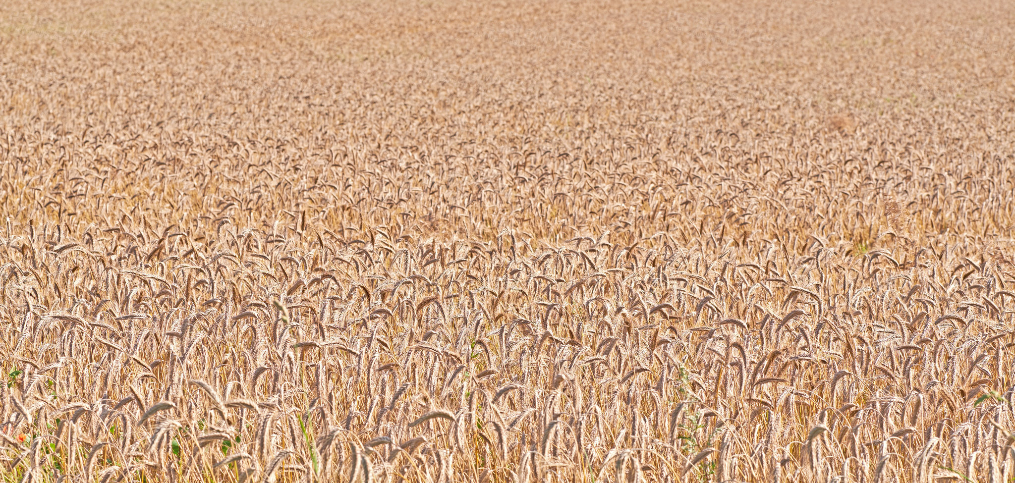 Buy stock photo Landscape, wheat and agriculture for food supply with farming, sustainability and growth for future. Outdoor, harvest and countryside for environment with nature, organic and field for production