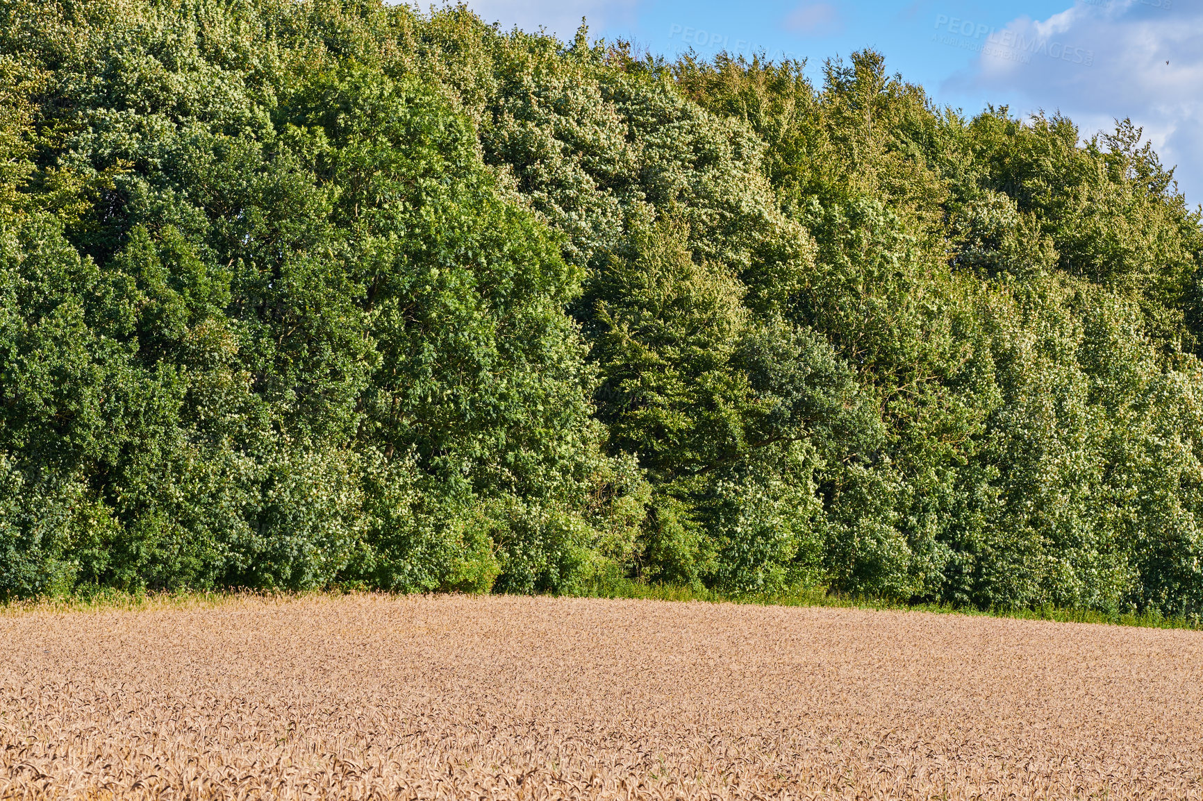 Buy stock photo Trees, wheat and agriculture for food supply with farming, sustainability and growth for future. Outdoor, harvest and countryside for environment with nature, organic and field for production