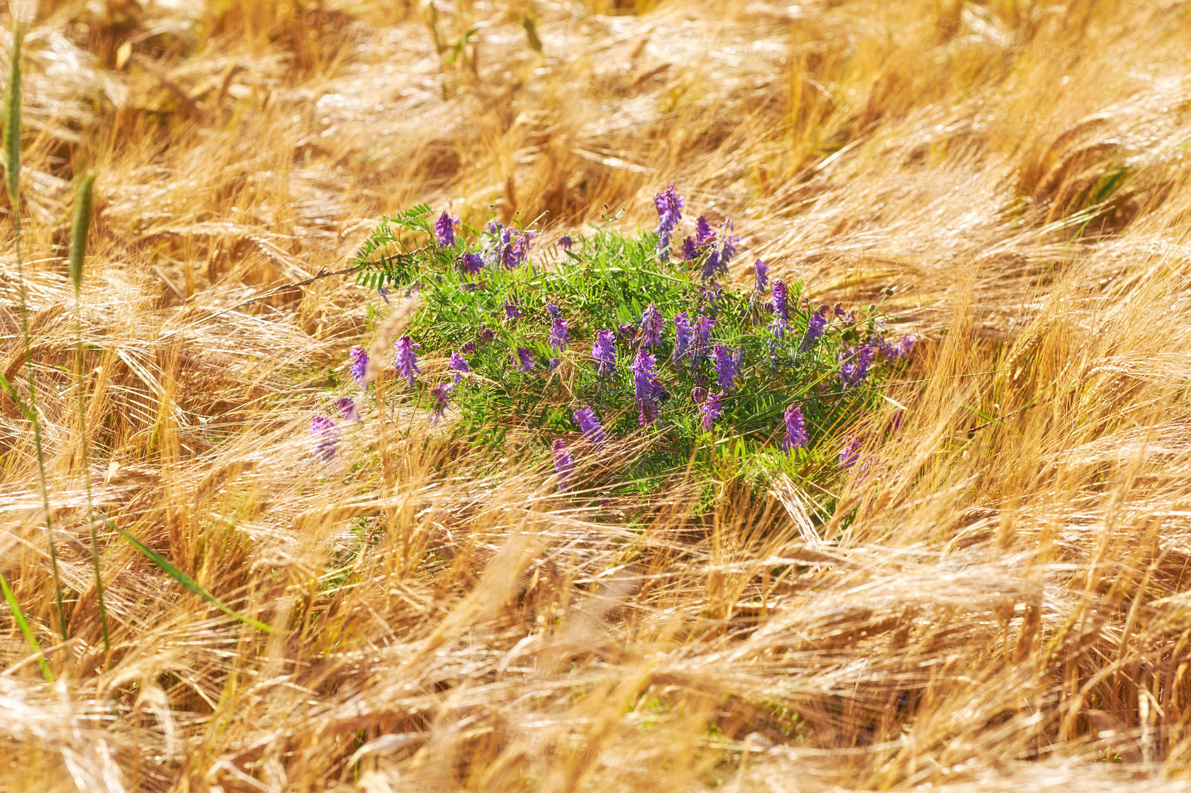 Buy stock photo Above, flowers and harvest with countryside, wheat field with agriculture, outdoor and spring. Empty, outside and farming with plants, sustainability and natural with environment, landscape or growth