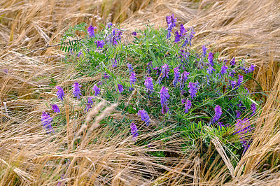 Buy stock photo Purple, flowers and ecology with nature, wheat field with agriculture, outdoor and spring. Empty, outside and farming with plants, sustainability and countryside with environment, landscape or growth