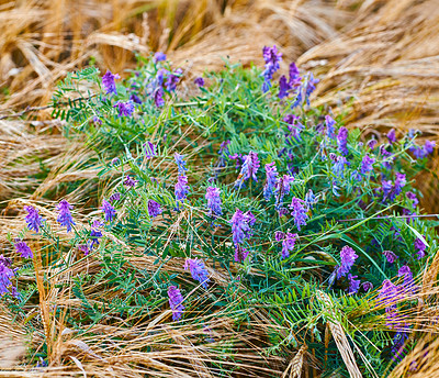 Buy stock photo Landscape, flowers and growth with environment, wheat field with countryside, outdoor and spring. Empty, outside and natural with plants, sustainability and blossom with springtime and ecology