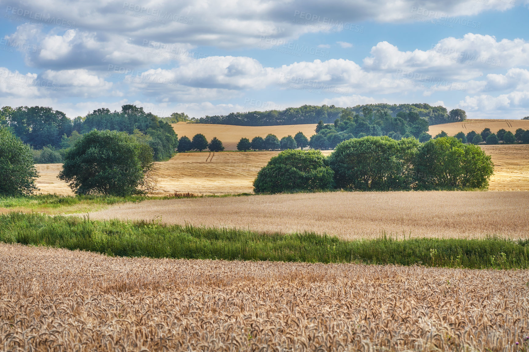 Buy stock photo Countryside, trees and farm with landscape, natural and sustainability with blue sky. Empty, outdoor or agriculture with environment, harvest or wheat field with ecology, plants or growth with clouds