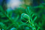 Bud, flower and growth in nature, outdoor and plants in environment, sustainability and leaves in morning. Blossom, petal and sprout of poppies, floral and eco friendly in spring, ecosystem or Europe