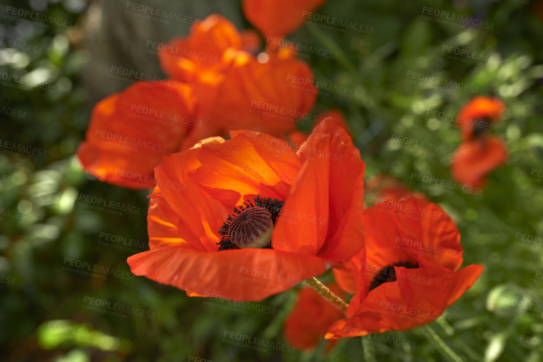 Buy stock photo Color, flowers and growth in nature, garden and plants in environment, sustainable or outdoor in morning. Blossom, petals and sprout of poppies, floral and eco friendly in spring, ecosystem or Europe