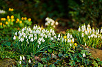 Galanthus, backyard or flowers in outdoor garden environment, botanical plants or blooming in nature. Bulbous herbaceous, blossom and countryside botany in ecosystem, wilderness and floral growth