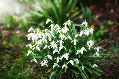 Buy stock photo Galanthus, nature or flowers in outdoor garden environment, botanical plants or blooming outside in park. Bulbous herbaceous, blossom and countryside botany in ecosystem, wilderness and floral growth