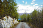 Nature, trees and trail with path for adventure, destination and outdoor location for hiking journey. Dirt road, sustainability and eco with growth for travel, wilderness and landscape in Switzerland