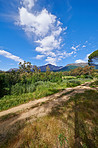 Safari, path and nature with blue sky or clouds in wilderness for natural environment, trail or dirt road. Empty, trees and forest with plants, grass field or reserve for land, countryside or woods