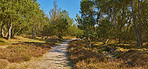 Pathway, trees and environment of forest, nature and road to travel in wilderness, scenery and green. Outdoor, woods and route for journey, view and adventure in national park, morning and Canada