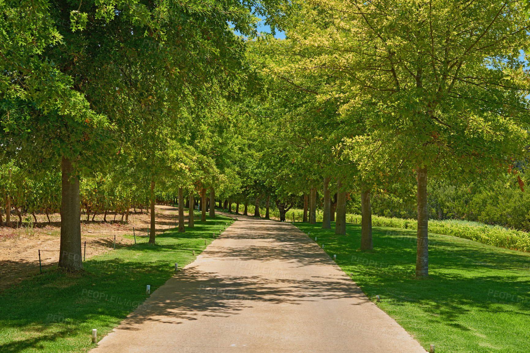 Buy stock photo Road, forest and nature with environment, trees and season with countryside. Empty, travel or outdoor with landscape, tourism and scenic view with plants, ecology or spring with holiday and Japan