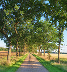 Road, trees and environment of forest, nature and pathway to travel in wilderness, scenery and green. Outdoor, woods and route for journey, view and adventure in national park, morning and Canada