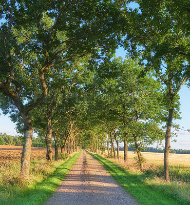 Buy stock photo Road, trees and environment of forest, nature and pathway to travel in wilderness, scenery and green. Outdoor, woods and route for journey, view and adventure in national park, morning and Canada