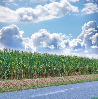 Buy stock photo Road, grass and environment of highway, nature and growth of plants, travel and route for adventure. Climate change, wheat and pathway for journey, clouds and view of sky, green and tourism of Canada