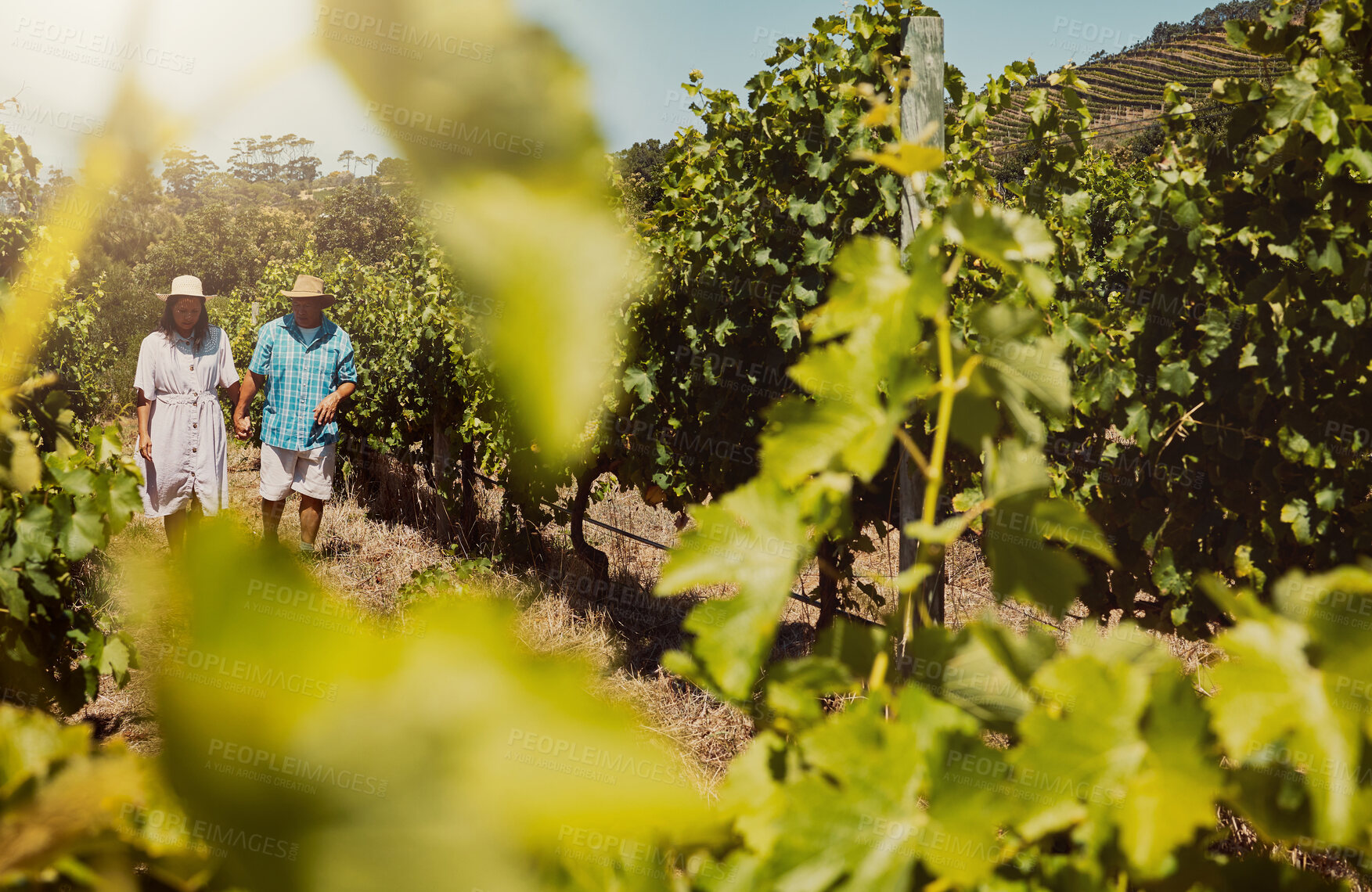 Buy stock photo Mature couple, walking and holding hands on vineyard for countryside travel, agriculture and wine farm. People, love and bonding together with village adventure, morning routine and summer vacation