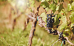 Closeup view of a bunch of fresh and ripe black grapes hanging from a grapevine on a wine farm in the day. Macro view of  growing fruit on a tree in a vineyard on a farm. Wine production on an estate