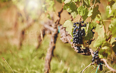 Buy stock photo Nature, bunch of grapes and ripe with vineyard, environment and wine production. Empty, outdoor and fruit with harvest, growth and agriculture with plants, wellness and countryside with industry