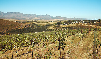 Buy stock photo Vineyard, plants and wine farm with countryside, winery and sustainability from organic harvest outdoor. Nature, soil and grapes in rows in environment with mountain, growth and agriculture in Italy